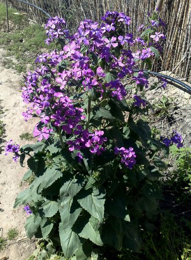 lunaria