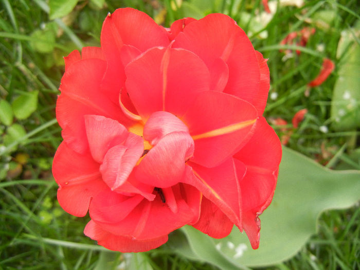 Tulipa Red (2013, April 21)