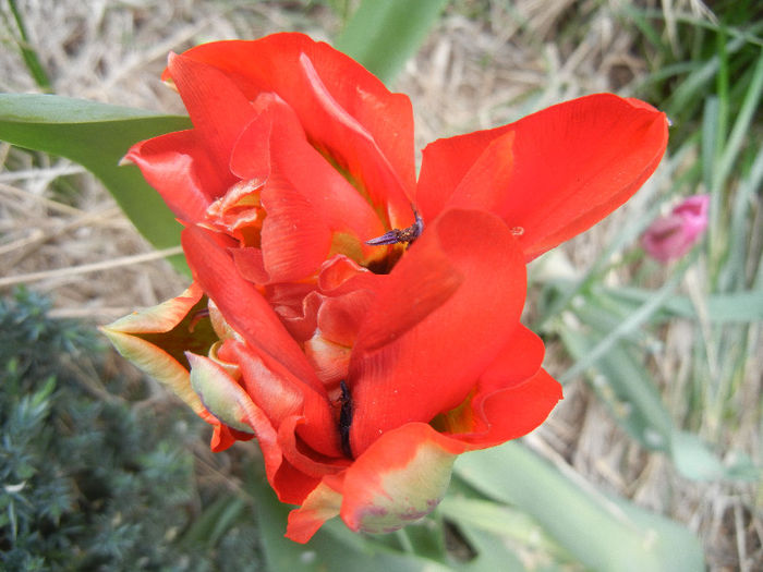 Tulipa Red (2013, April 21)