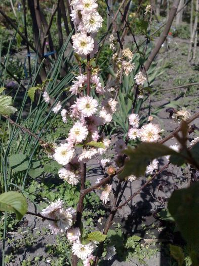 prunus triloba