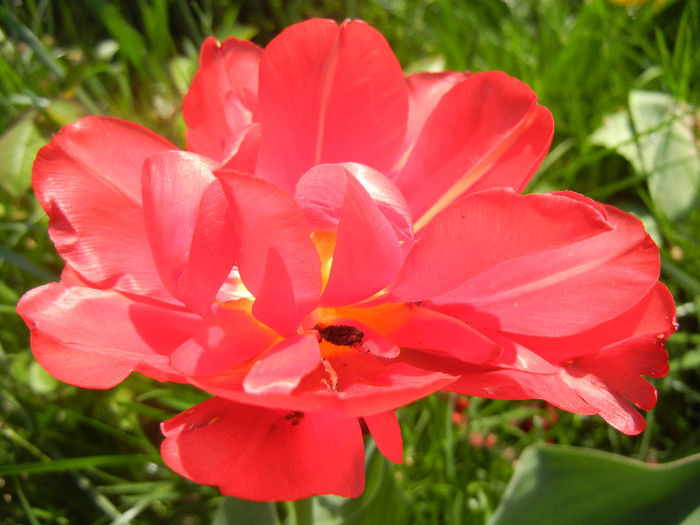 Tulipa Red (2013, April 22)