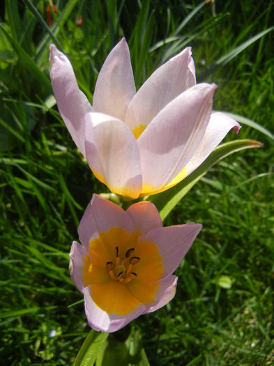 Tulipa Lilac Wonder (2013, April 22)