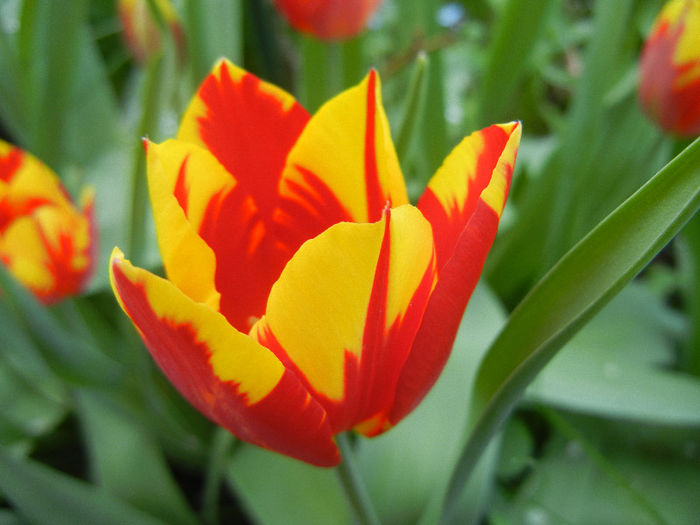 Tulipa Mickey Mouse (2013, April 22) Tulipa Mickey Mouse (2013, April 22)