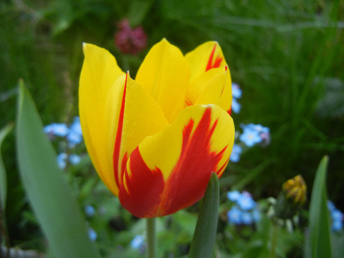 Tulipa Mickey Mouse (2013, April 22) Tulipa Mickey Mouse (2013, April 22)