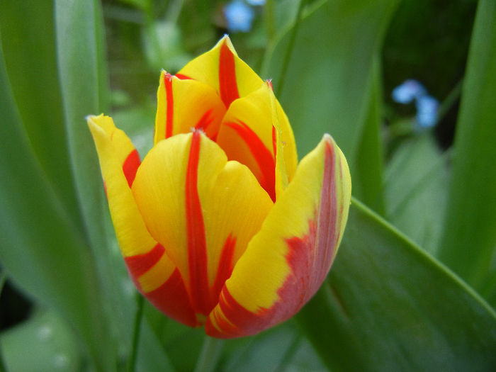 Tulipa Mickey Mouse (2013, April 22) Tulipa Mickey Mouse (2013, April 22)