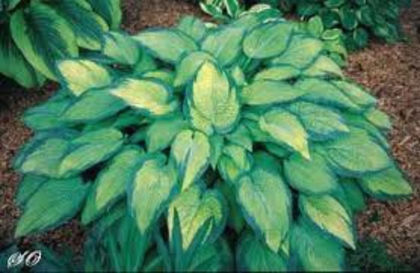 Paul,s glory - Hosta 2013