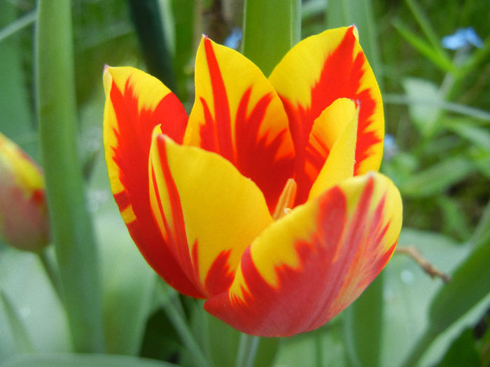 Tulipa Mickey Mouse (2013, April 22) Tulipa Mickey Mouse (2013, April 22)