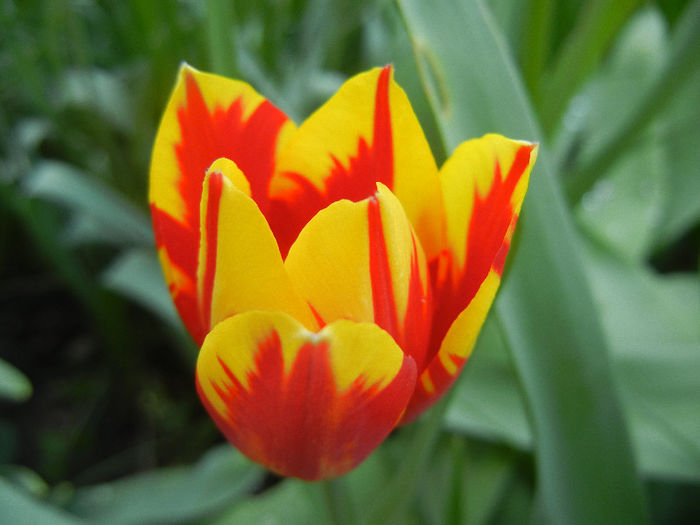 Tulipa Mickey Mouse (2013, April 22) Tulipa Mickey Mouse (2013, April 22)