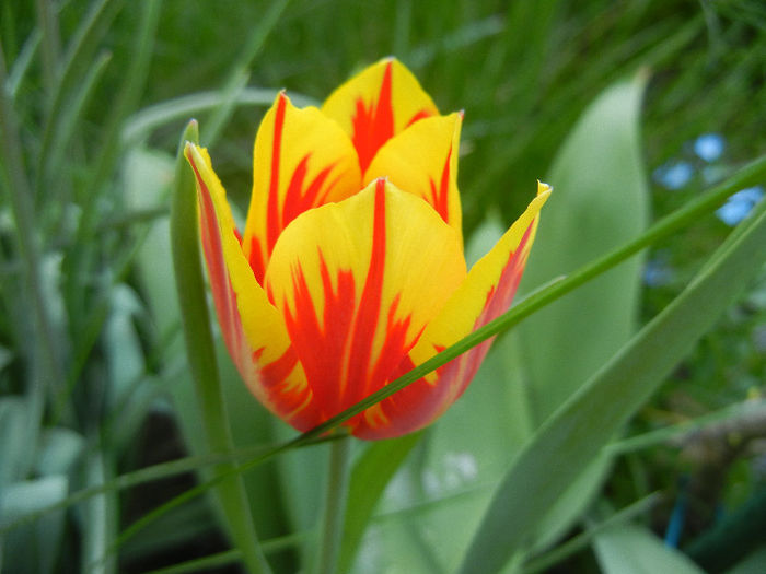 Tulipa Mickey Mouse (2013, April 22) Tulipa Mickey Mouse (2013, April 22)