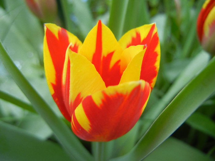 Tulipa Mickey Mouse (2013, April 22) Tulipa Mickey Mouse (2013, April 22)