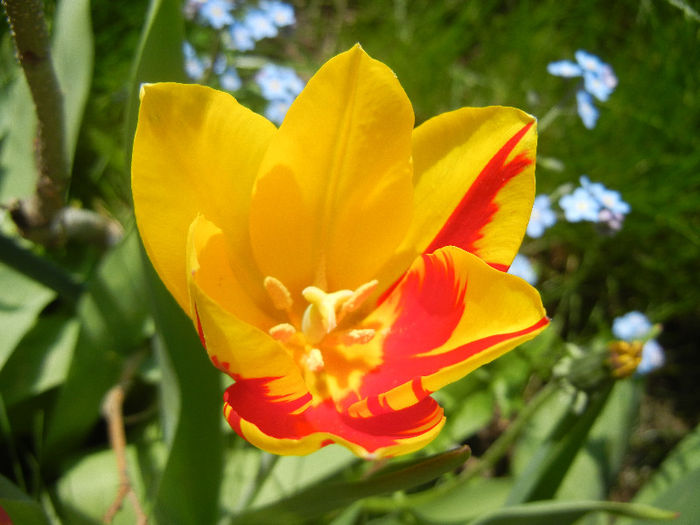 Tulipa Mickey Mouse (2013, April 22) Tulipa Mickey Mouse (2013, April 22)