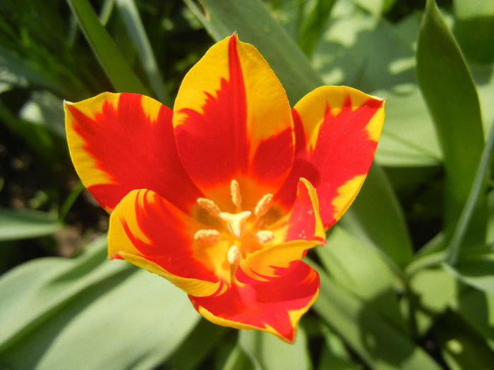 Tulipa Mickey Mouse (2013, April 23) Tulipa Mickey Mouse (2013, April 23)