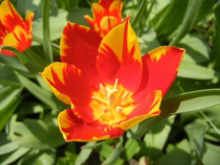 Tulipa Mickey Mouse (2013, April 23) Tulipa Mickey Mouse (2013, April 23)