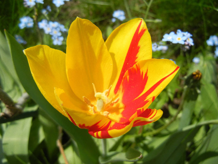 Tulipa Mickey Mouse (2013, April 23) Tulipa Mickey Mouse (2013, April 23)
