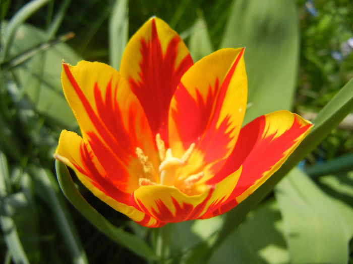 Tulipa Mickey Mouse (2013, April 23) Tulipa Mickey Mouse (2013, April 23)