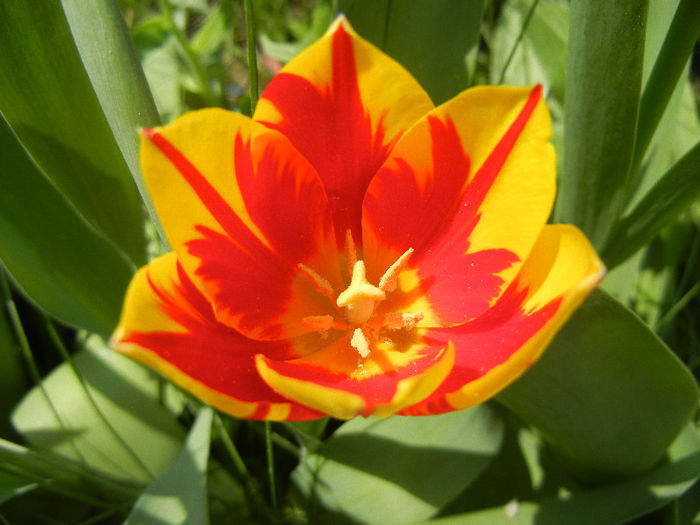 Tulipa Mickey Mouse (2013, April 23) Tulipa Mickey Mouse (2013, April 23)