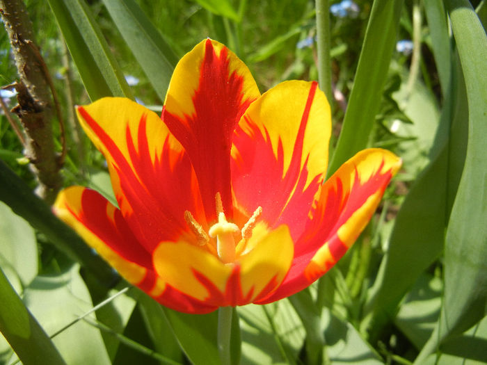 Tulipa Mickey Mouse (2013, April 24) Tulipa Mickey Mouse (2013, April 24)