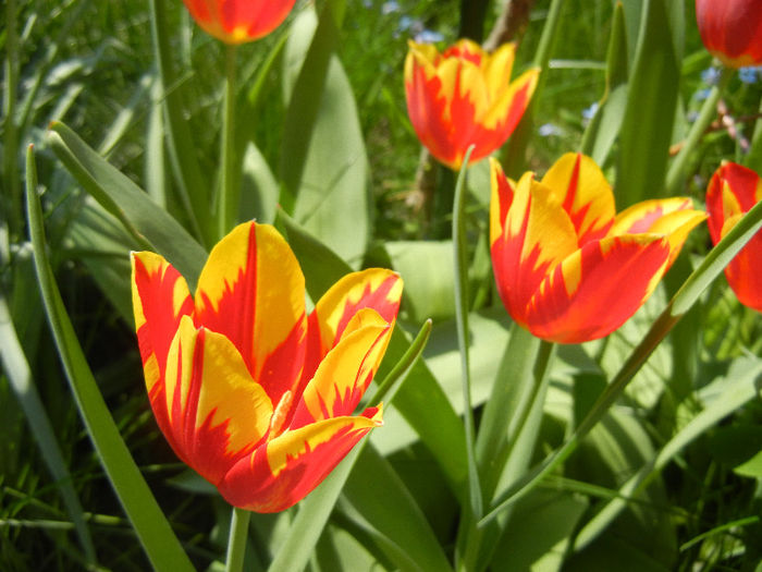 Tulipa Mickey Mouse (2013, April 24) Tulipa Mickey Mouse (2013, April 24)