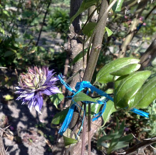 Multi Blue - Clematis