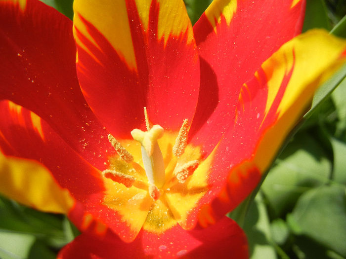 Tulipa Mickey Mouse (2013, April 24) Tulipa Mickey Mouse (2013, April 24)