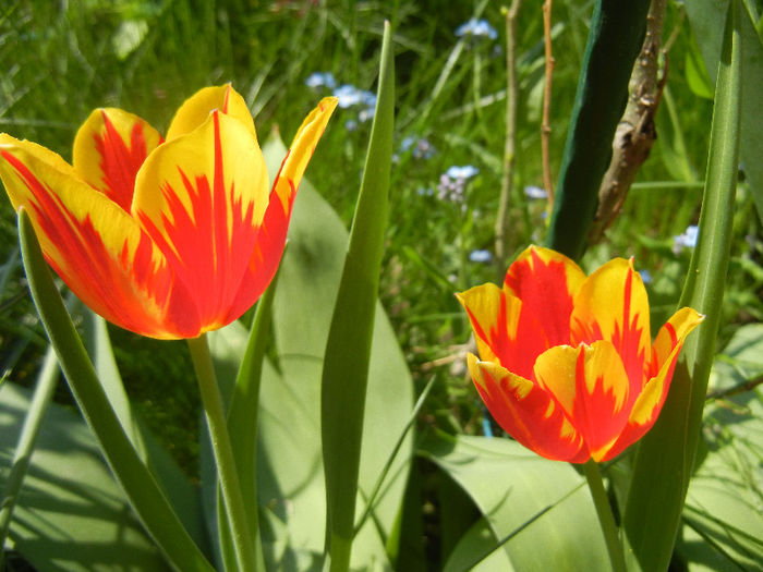 Tulipa Mickey Mouse (2013, April 24) Tulipa Mickey Mouse (2013, April 24)