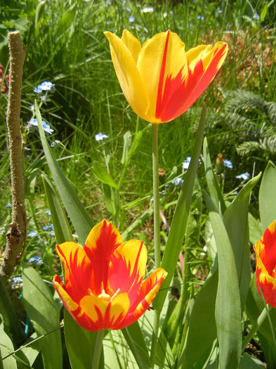 Tulipa Mickey Mouse (2013, April 24) Tulipa Mickey Mouse (2013, April 24)