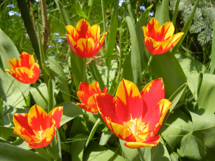 Tulipa Mickey Mouse (2013, April 24) Tulipa Mickey Mouse (2013, April 24)