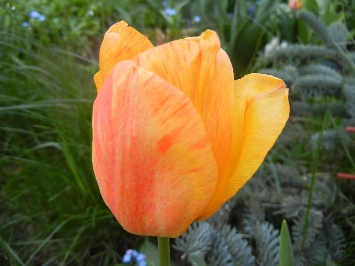 Tulipa Orange Bowl (2013, April 22)