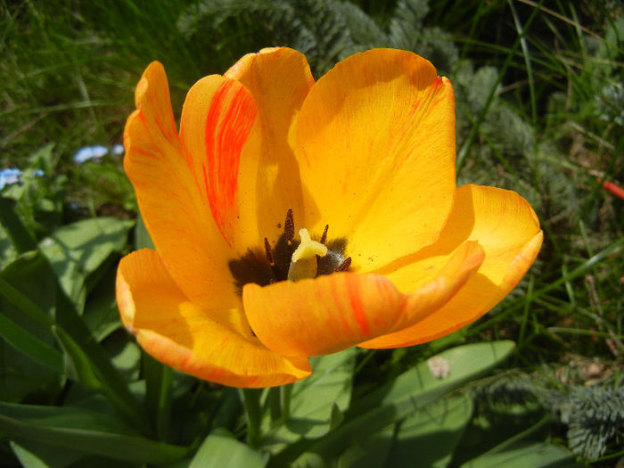 Tulipa Orange Bowl (2013, April 23)