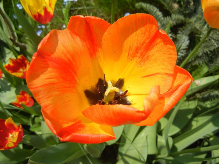 Tulipa Orange Bowl (2013, April 23)