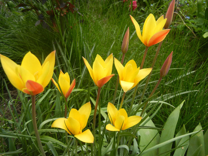 Tulipa clusiana Chrysantha (2013, Apr.21) - Tulipa Chrysantha