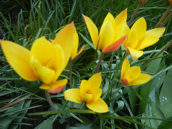 Tulipa clusiana Chrysantha (2013, Apr.22)