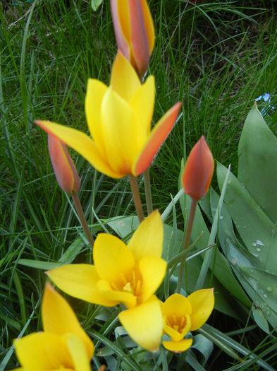 Tulipa clusiana Chrysantha (2013, Apr.22) - Tulipa Chrysantha