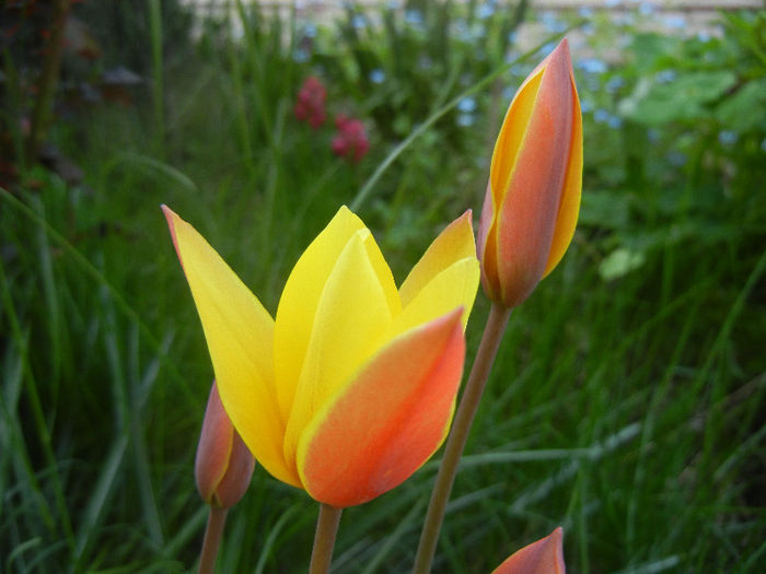 Tulipa clusiana Chrysantha (2013, Apr.22) - Tulipa Chrysantha