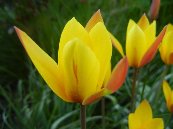 Tulipa clusiana Chrysantha (2013, Apr.22) - Tulipa Chrysantha