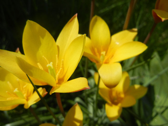 Tulipa clusiana Chrysantha (2013, Apr.22) - Tulipa Chrysantha