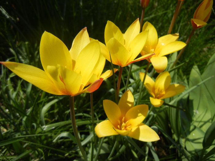 Tulipa clusiana Chrysantha (2013, Apr.22)