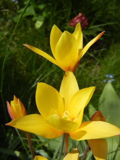 Tulipa clusiana Chrysantha (2013, Apr.22) - Tulipa Chrysantha