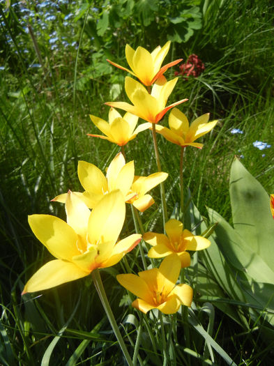 Tulipa clusiana Chrysantha (2013, Apr.24) - Tulipa Chrysantha