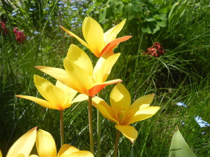 Tulipa clusiana Chrysantha (2013, Apr.24)