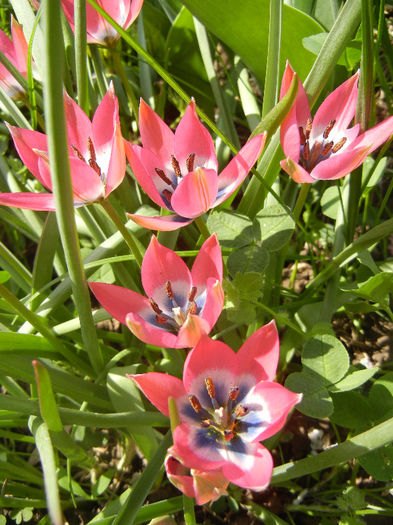 Tulipa Little Beauty (2013, April 22)