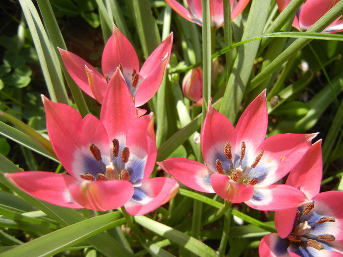 Tulipa Little Beauty (2013, April 22)