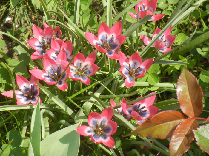 Tulipa Little Beauty (2013, April 23)