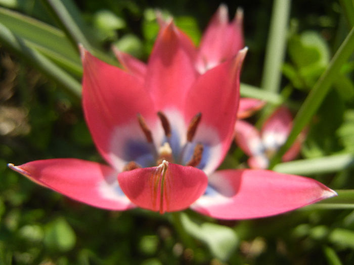 Tulipa Little Beauty (2013, April 24)
