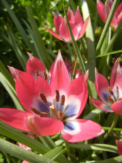 Tulipa Little Beauty (2013, April 24)