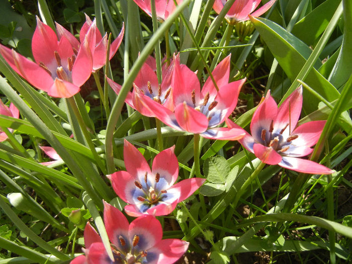 Tulipa Little Beauty (2013, April 24)