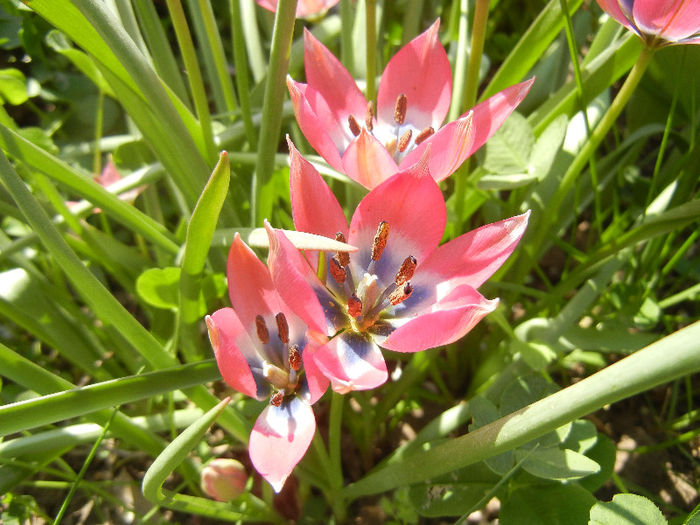 Tulipa Little Beauty (2013, April 24) - Tulipa Little Beauty