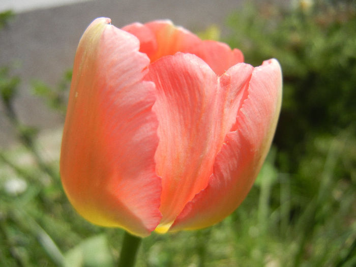 Tulipa Judith Leyster (2013, April 22)