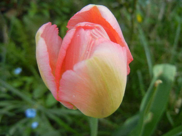 Tulipa Judith Leyster (2013, April 22) - Tulipa Judith Leyster
