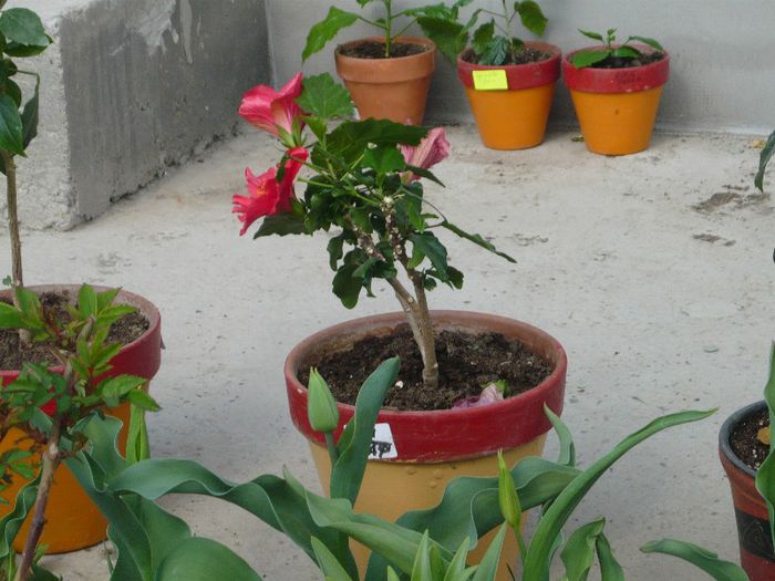 Picture 1662 - curtea primavara